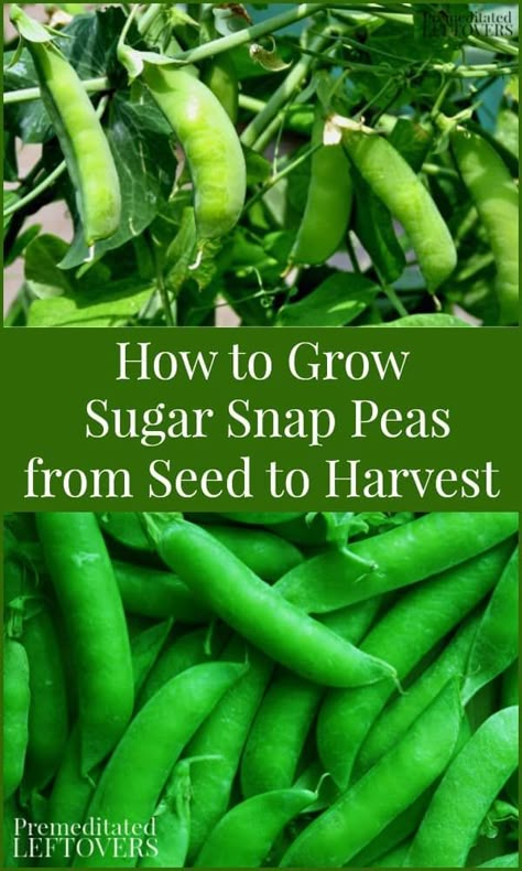 Sugar Peas Growing, How To Grow Snap Peas, Grow Snap Peas, Sugar Snap Peas Growing, How To Plant Peas, Snap Peas Garden, Grow Peas, Sugar Snap Pea Recipe, Pea Plants