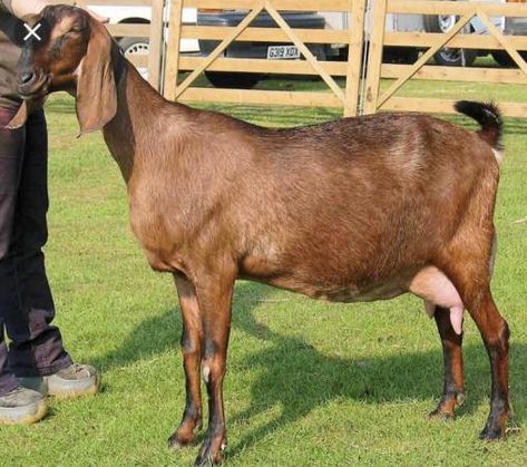 Anglo Nubian Female Goats Wanted in Chesterfield, Derbyshire | Preloved Anglo Nubian Goats, Goat Pet, Toggenburg Goat, Milking Parlor, Female Goat, Nubian Goat, Goat House, Boer Goats, Dream Farm