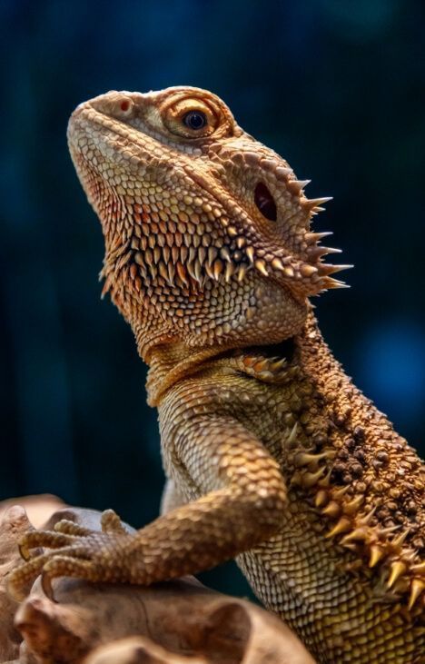 Terrarium Pets, Beard Dragon, Funny Animals Pics, Bearded Dragon Terrarium Ideas, Pets Painting, Animal Pics Funny, Dragon Terrarium, Dragon Pet, Bearded Dragon Enclosure