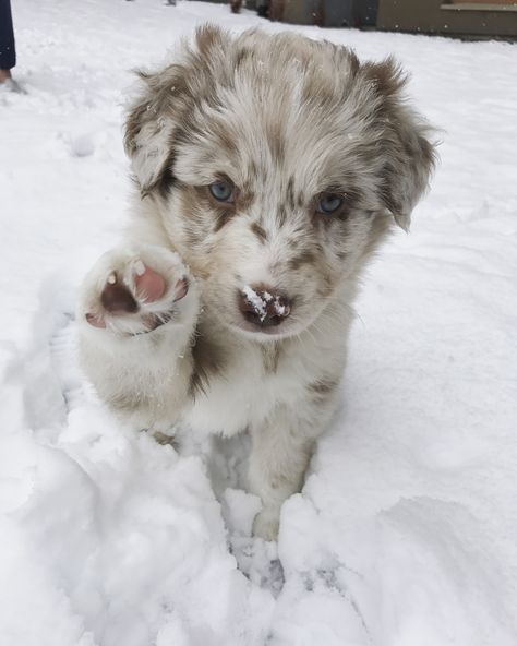 Mini Shepard Dog, Australian Shepard Puppy Aesthetic, Red Merle Australian Shepherd Puppy, Corgi Australian Shepherd, Mini Australian Shepard, Mini Aussie Puppy, Red Merle Australian Shepherd, Mini Australian Shepherd, Mini Aussies