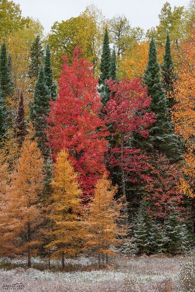 Two seasons crashing in the Upper Peninsula of Michigan - Fall/Winter Fall In Michigan Upper Peninsula, Upper Peninsula Michigan Fall, Michigan Living, Michigan Trees, Michigan Fall, Michigan Winter, Upper Peninsula Michigan, Upper Peninsula, Autumn Scenery