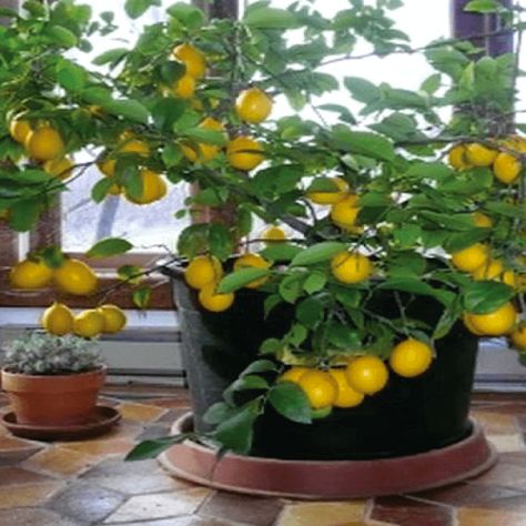 45 Amazing Uses for Lemon You'll Wish You Knew Sooner - Live Love Fruit Indoor Lemon Tree, Orange Zucchini, Lemon Tree From Seed, Monkey Grass, Lemon Seeds, How To Grow Lemon, Indoor Bonsai, Baked Fries, Easy Care Plants