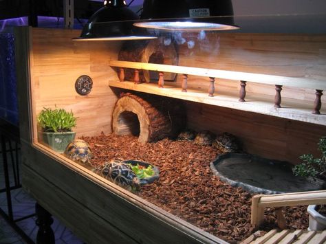 Click this image to show the full-size version. Tartaruga Habitat, Turtle Cage, Tortoise Cage, Turtle Enclosure, Russian Tortoise Diet, Tortoise House, Tortoise Enclosure, Tortoise Table, Russian Tortoise