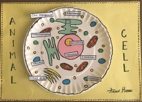 Paper Plate Cell Model, Cell Membrane Model Projects, Animal Cell Project Ideas Models, Plant And Animal Cell Project, Cell Diagram Project, Animal Cell Activity, Cell Activities, Animal Cell Anatomy, Animal Cell Drawing