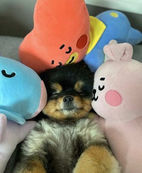 Cute Animal Wallpapers, Kim Yeontan, Dog Angel, Dogs Name, Heart Problems, Kim Taehyung, Celebrity Style, Stray Kids, Books Wattpad