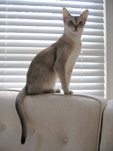 Cross Eyed Cat, Singapura Cat, Rare Cat Breeds, High Places, Dream's Cat, Rare Cats, Healthy Cat, Cat Care Tips, Abyssinian Cats