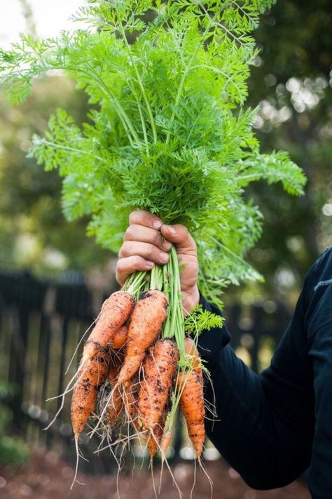 Carrots Carrots Growing, Harvesting Carrots, Carrot Garden, How To Plant Carrots, Carrot Gardening, Wild Carrot, Growing Carrots, Carrot Greens, Seed Box