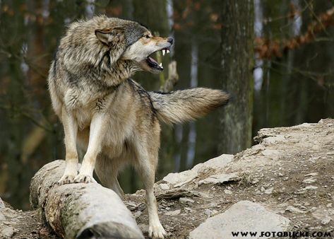 Snarling Wolf, Wolf Poses, Trail Cam, Maned Wolf, Photography Animals, Wolf Images, Nature Videos, Wolf Stuff, Wolf Photography