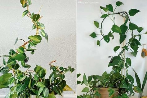 The ‘magic’ climbing plant hack TikTok is obsessed with Indoor Plant Arbor, Indoor Climbing Plants, Gardens Australia, Metal Arbor, Neon Pothos, Indoor Oasis, Fox Crafts, Travel Crafts, Copper Crafts