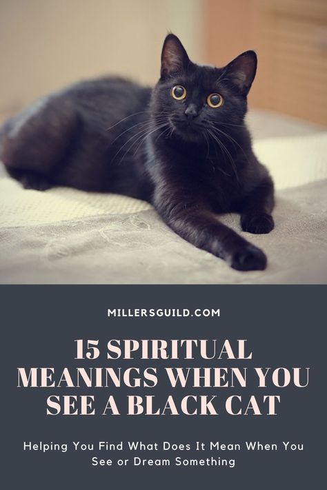 15 Spiritual Meanings When You See a Black Cat 2 Seeing A Black Cat Meaning, Spiritual Meaning Of Black Cats, Black Cat Spirit Animal, Black Cat Symbolism, Animals Symbolism, Cat Meaning, Black Cat Meaning, Black Cat Adoption, Black Cat Energy