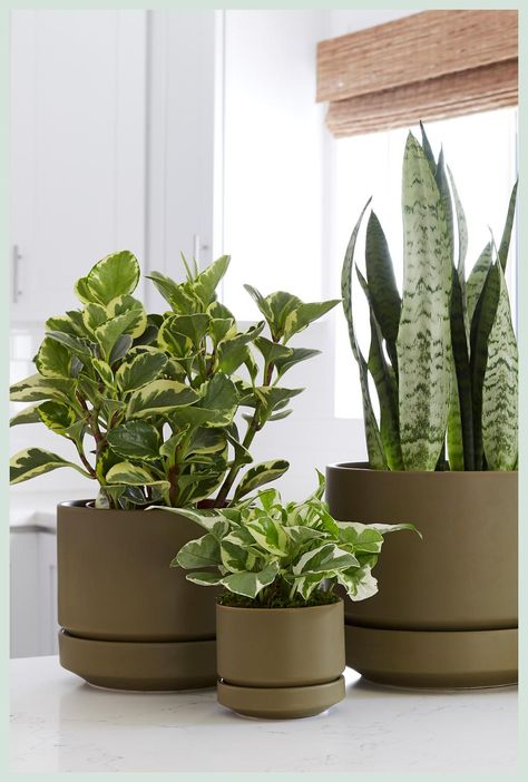 [Ad] 35 Ceramic Planters Indoor Plant Recommendations You've Never Considered This Summer #ceramicplantersindoorplant Indoor Tree Plants, Planters Indoor, Pottery Plant Pot, 1960s Design, Plant Pot Design, Indoor Tree, Pot Design, Ceramic Planter Pots, Decorated Flower Pots