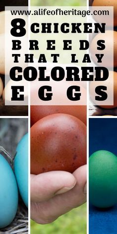 Colored Eggs Chickens, Egg Colors By Breed, Chicken Egg Colors And Breeds, Wellsummer Chicken Egg, Best Chicken Breeds For Eggs, Different Color Chicken Eggs, Breeding Chickens For Egg Color, How Many Chickens Do I Need For Eggs, Best Egg Laying Chicken Breeds