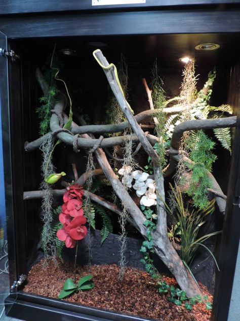 Green Tree Python  https://www.facebook.com/pages/HP-Customs-Custom-Reptile-Enclosures/572704122760765 Amazon Tree Boa Enclosure, Green Tree Python Enclosure, Boa Enclosure, Albino Leopard Gecko, Monitor Enclosure, Animal Enclosure Ideas, Python Ideas, Python Enclosure, Crested Gecko Habitat