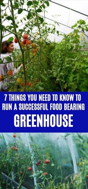 Greenhouse 101, Greenhouse Tips, Garden Techniques, Gardening Layout, Regrow Vegetables, Greenhouse Vegetables, Brunswick House, Greenhouse Farming, Survival Garden