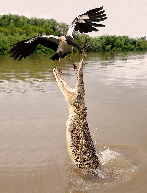 What will happen next? Regnul Animal, Saltwater Crocodile, Northern Territory, Australian Animals, Crocodiles, Reptiles And Amphibians, Animal Planet, Nature Animals, Amphibians