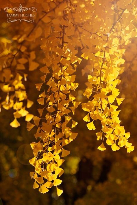 Ginkgo Tree, I Love Autumn, Seasons Autumn, Love Autumn, Ginkgo Biloba, Golden Leaves, Beautiful Autumn, I Love Fall, Autumn Beauty