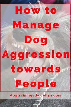 Dog Training Aggression, Dog Aggression, Dog Advice, Easiest Dogs To Train, Dog Training Advice, Aggressive Dog, Obedience Training, Small Puppies, Dog Obedience