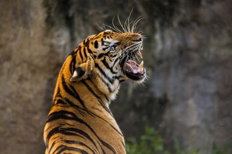 Woman calmly shoots selfie after fighting off a tiger with a stick - DIY Photography Angry Tiger, Tiger Roaring, Sumatran Tiger, Tiger Canvas, Zoo Keeper, Tiger Pictures, Siberian Tiger, Animals Art, Wallpapers Iphone