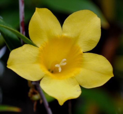 SC State Flower | Carolina jasmine (Gelsemium sempervirens) is native to the warmer ... Gelsemium Sempervirens, Carolina Jessamine, Carolina Jasmine, Flowers Nature, Water Garden, In The Garden, South Carolina, The Garden, Nativity