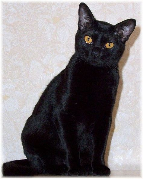 Bombay cat Small Cat Breeds, Burmese Cats, Cats Humor, Gatos Cool, Cat Soft Toy, Beautiful Black Cats, Bombay Cat, Burmilla, American Shorthair Cat