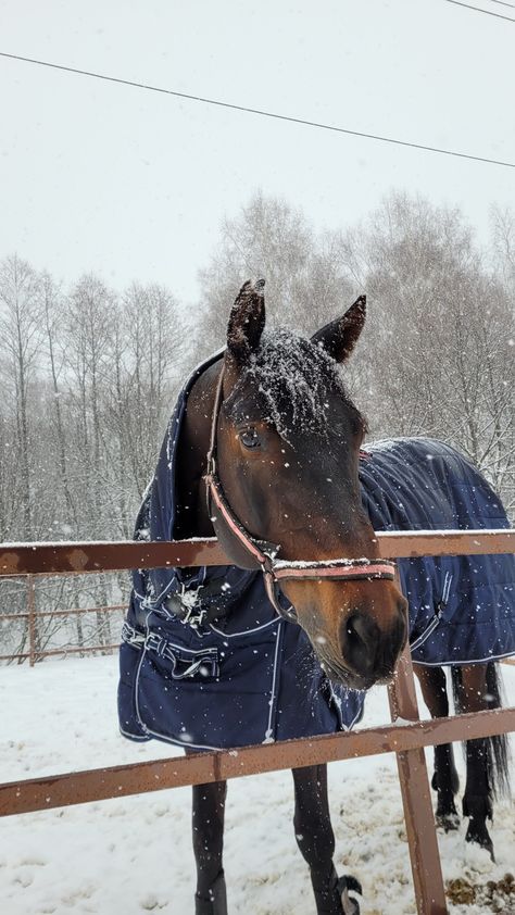 Horse Winter Aesthetic, White Horse Black Mane, Christmas Horse Wallpaper, Aesthetic Horse Pictures, Seal Bay Horse, Equitation Aesthetic, Horses In Winter, Horse In Snow, Snow Horse