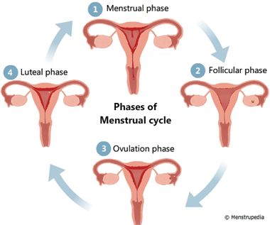 #uterus #menstruation #ovulation #period #cycle Ways To Increase Fertility, Healthy Period, Female Reproductive System, Pelvic Pain, Reproductive System, Signs And Symptoms, Chinese Medicine, Getting Pregnant, Acupuncture