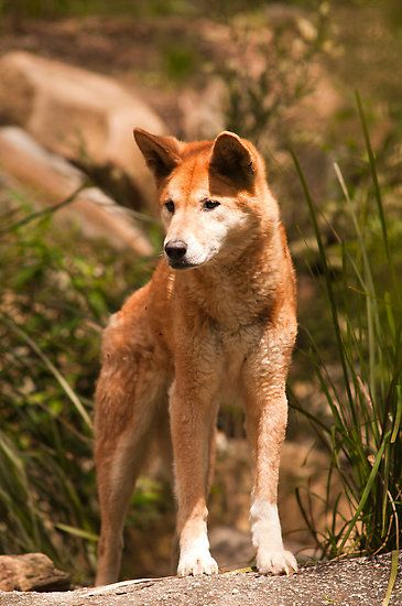 Wolf Drawing Ideas, Australian Dingo, Animals Australia, Australian Dog, Cute Wolf, Australian Fauna, African Wild Dog, Australia Animals, Australian Wildlife