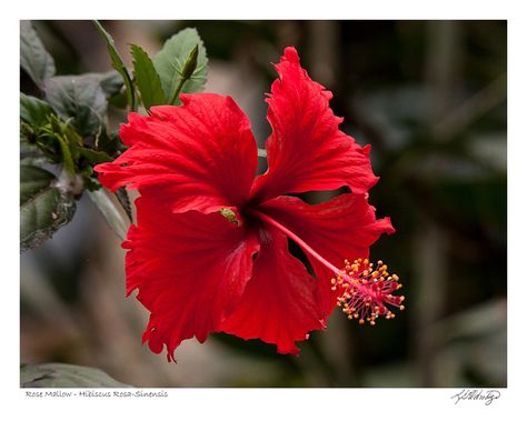 Rose Mallow (Hibiscus Rosa-sinensis) found in Ecuador Rose Mallow, Flower Making, Print Gifts, Ecuador, Hibiscus, My Garden, Photo Printing, Trees, Packaging