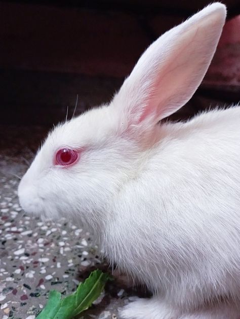 White Bunny With Red Eyes, Red Eyed Rabbit, Albino Rabbit Aesthetic, Albino Bunny Aesthetic, White Rabbit Red Eyes, Red Eye Bunny, White Rabbit Aesthetic, Bunny Reference, Albino Bunny