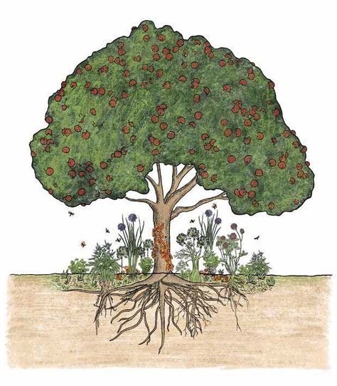 Orchard On A Hill, Underplanting Fruit Trees, Apple Companion Plants, Food Forest Guilds, Tree Guild Companion Planting, What To Plant Around Fruit Trees, What To Plant Under Apple Trees, Oak Tree Guild, Apple Tree Companion Plants