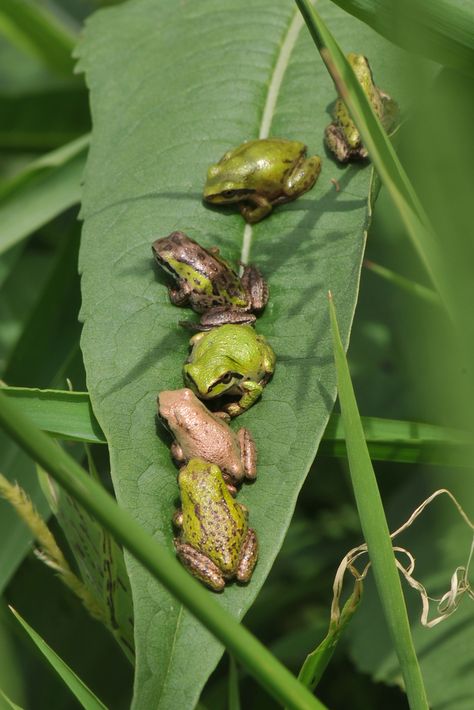 Pacific Tree Frog (Pseudacris regilla) | Fun fact: Pacific T… | Flickr Pacific Tree Frog, Dart Frog, Traffic Jam, Peas In A Pod, Flash Tattoos, Salamanders, Tree Frog, Frog And Toad, Tree Frogs