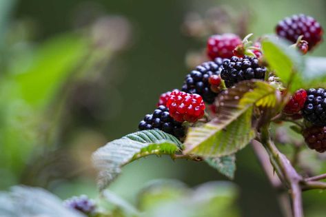 Small Insects, Wild Plants, Edible Plants, Fresh Berries, Natural Resources, Great Outdoors, Mother Nature, Pennsylvania, Insects