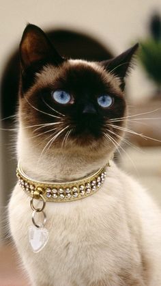 Siam Cat, Fancy Cat Collar, Kitty Tattoos, Fancy Cat, Cats Iphone, Cat Aesthetic, Cat Accessories, Cat Collar, Cat Wallpaper