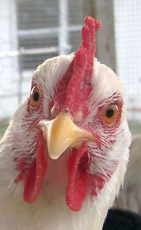 Chicken Face. Chicken Photos Funny, Funny Chicken Pictures, Chicken Eyes, Chicken Head, Strange Feeling, Best Egg Laying Chickens, Egg Laying Chickens, Chicken Pictures, Beautiful Chickens