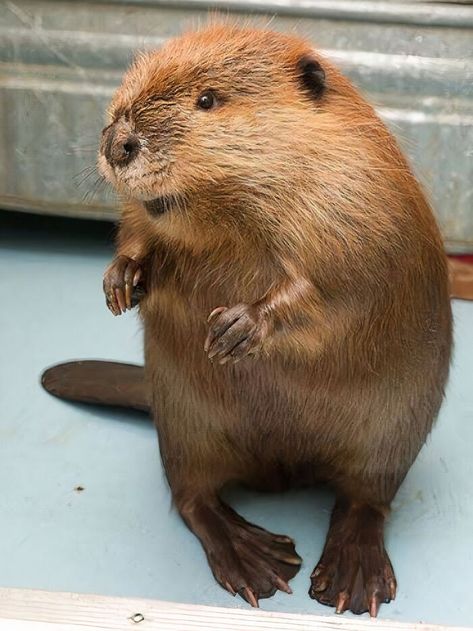 Beaver Pictures, Beaver Drawing, Beaver Animal, Baby Beaver, Big Valley, Tattoo Nature, Totem Animal, Front Teeth, Wildlife Conservation