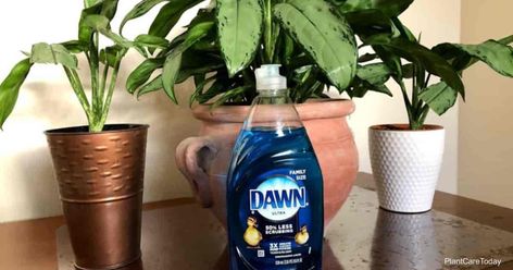 How To Get Rid Of Gnats With Dawn Dish Soap | PlantCareToday How To Get Rid Of Fruit Flies In House, Dawn Spray, How To Kill Gnats, Gnats In House Plants, Fruit Flies In House, How To Get Rid Of Gnats, Gnat Traps, Fungus Gnats, Get Rid Of Flies