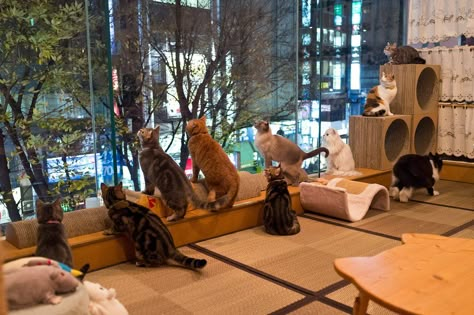 Cat Cafe Japan, Big House Cats, Cat Bar, Toxic Plants For Cats, Pet Cafe, Cafe Japan, Japan Cat, Cat Lounge, Dog Cafe