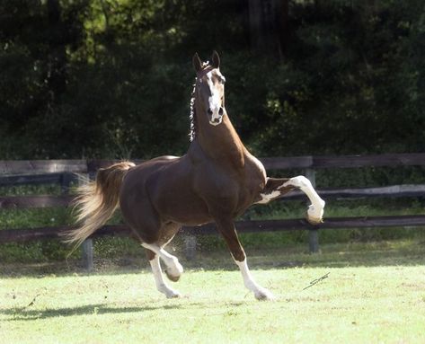 Dutch Harness Horse, Native Horse, Carriage Horse, American Saddlebred Horses, Dutch Warmblood, Horse Coats, American Saddlebred, Horse Crafts, Mini Horse