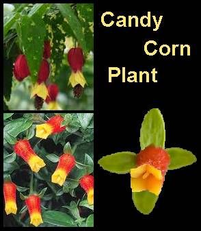 Plant Summary Botanical Name: Manettia inflata Type: Flowering Origin: South America Height: Left to grow without pruning back, the Candy Corn Plant can grow to heights reaching 1.8 m (6 ft) or above. Soil: Candy Corn Plants are quite happy in any quality... Corn Plant Care, Dog Safe Plants, Grapevine Growing, Hummingbird Plants, Outside Plants, Corn Plant, Butterfly Bush, Garden Help, Fine Gardening