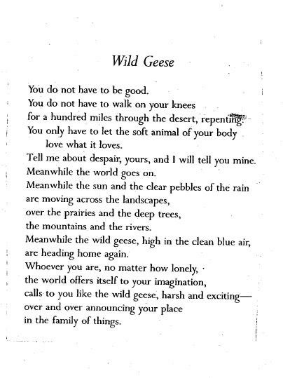 Wild Geese Mary Oliver, Corny Quotes, Mary Oliver Quotes, The Hunger Games Books, Wild Geese, Mary Oliver, Poems Beautiful, Katniss Everdeen, Poem Quotes