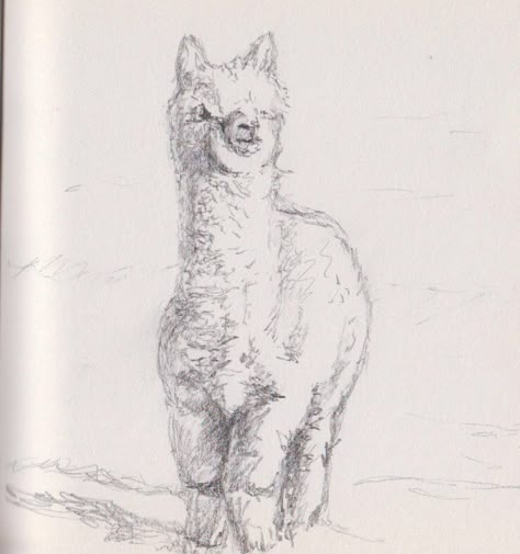 Alpaca Drawing Cute, Alpaca Sketch Drawings, How To Draw Alpaca, Alpaca Drawing Illustration, Alpaca Drawing Easy, Lama Sketch, Alpaca Sketch, Alpaca Doodle, Cute Llama Drawing