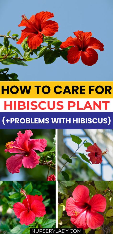 "Discover the ultimate hibiscus care guide to ensure your plants thrive! Learn how to care for a hibiscus tree, including solutions for common problems like yellow leaves and pests. Explore tips for hibiscus care outdoors and indoors, including the unique needs of the midnight marvel hibiscus and luna hibiscus plants. Whether you’re tending to a braided tree or focusing on rose mallow hibiscus care, our expert advice covers everything from red hibiscus flower care to urban care techniques. Luna Hibiscus, Hibiscus Tree Care, Hibiscus Plant Care, Hibiscus Care, Red Hibiscus Flower, Rose Mallow, Hibiscus Tree, Plant Care Guide, Hibiscus Plant