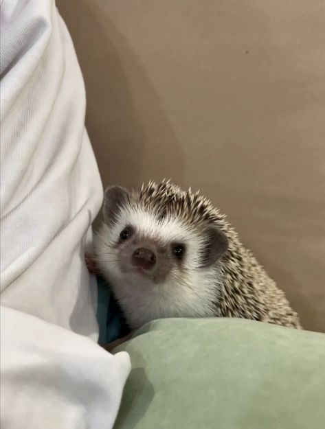 Cute Hedgehog Aesthetic, Adorable Animals Aesthetic, Rodent Pets, Love Theoretically, Unique Pets, Animals Aesthetic, Ali Hazelwood, One Wheel, Hedgehog Pet