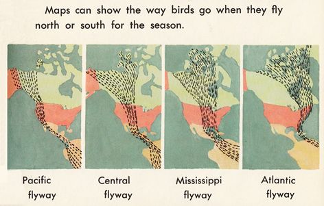 Bird migration patterns Bird Migration Map, Citizen Dive Watch, Bird Migration, Green Technology, Citizen Watch, Creativity And Innovation, Data Visualization, Adaptation, Vintage Illustration