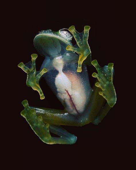 What frog has white spots on its back, translucent skin on its underside, and pale green bones? The powdered glass frog (Teratohyla… Translucent Skin, Photography Inspiration Nature, Forest Habitat, Glass Frog, Pink Tumblr Aesthetic, Tropical Animals, Bio Art, Graphic Wallpaper, Weird Creatures