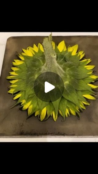 Waking Early, Sunflower Art Project, Diy Tie Dye Designs, Gelli Printing Art, Flower Pressing, Gelli Arts, Eco Print, Diy Tie, Gelli Printing