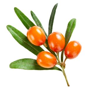 Farm & Factory — Puredia Fruits Photos, Sea Buckthorn Oil, Good Foods To Eat, Sea Buckthorn, Hair Food, Organic Oil, Omega 3, Fruits And Vegetables, Seed Oil