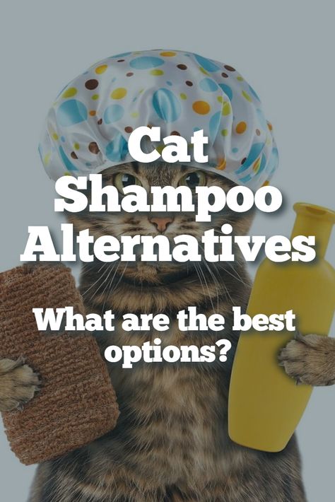 Looking for some cat shampoo alternatives? In this article, you'll discover the best options on the market in addition to how to make cat shampoo at home. Cat Shampoo Diy Homemade, Cat Shampoo Diy, Diy Cat Shampoo, Homemade Dry Shampoo, Shampoo Alternative, Shampoo Recipe, Cat Shampoo, Smelly Cat, Diy Shampoo