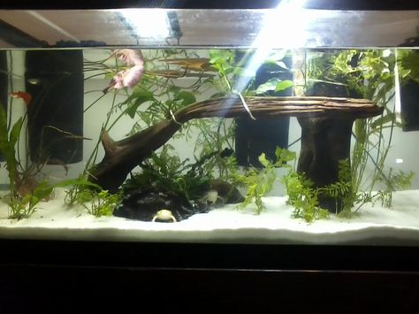 African Clawed Frog tank - Google Search African Frog Tank, African Clawed Frog Tank, Frog Tank Ideas Aquarium, Aquatic Frog Tank, Aquatic Frog Tank Ideas, Frog Tank Ideas, Aquatic Frogs, African Frogs, Hardscape Aquarium