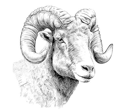 Portrait of a ram head sketch hand drawn... | Premium Vector #Freepik #vector #goat-head #goat #goat-illustration #vintage-sketch Animal Head Sketch, Cute Ram Drawing, Goat Drawing Sketch, Goat Art Illustration, Goat Head Drawing, Goat Drawings, Goat Sketch, Sheep Sketch, Lamb Head